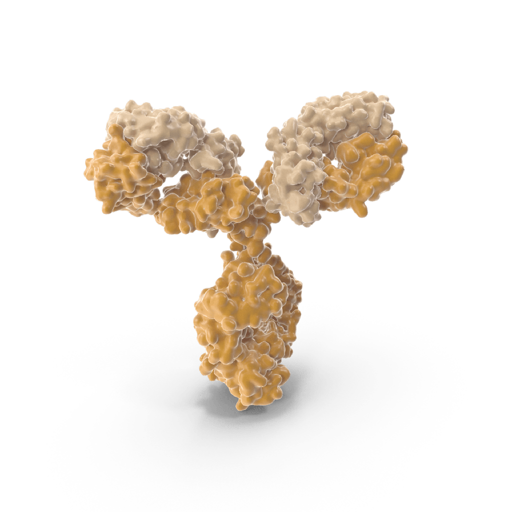Anti-Myosin, Smooth Muscle Heavy Chain(SMMS-1), CF568 conjugate